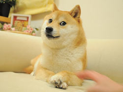 logo di DOG